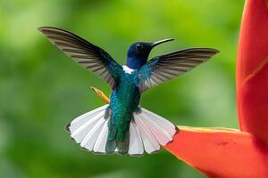Handsome White-Necked Jacobin