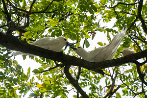 White Terns