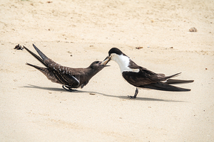 Sooty Tern Couple
