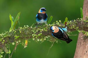 Golden-Hooded Tanagers