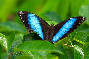 Achilles Blue Morpho Butterfly