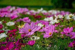 Pink Coreopsis at the Botanical Gardens