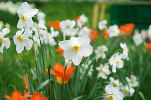 White Daffodil