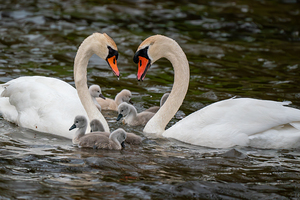 Mute Swans