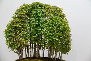 Yose-Ue Forest Garden