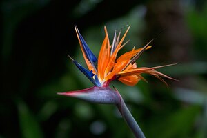 Bird of Paradise Flower