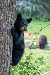 Black Bear Cub