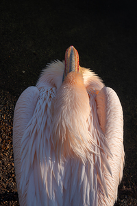 Great White Pelican