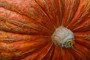 Giant Pumpkin