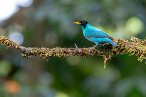Green Honeycreeper