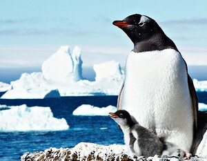 Gentoo Mother and Baby Penguins