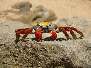 Sally Lightfoot Crab
