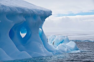 Lone Penguin