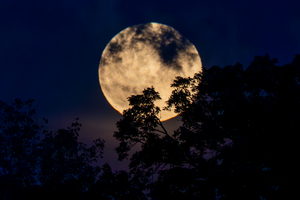 Moon Lit Night