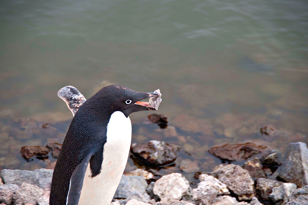 Adelie Penguin Carrying a Rock  Print