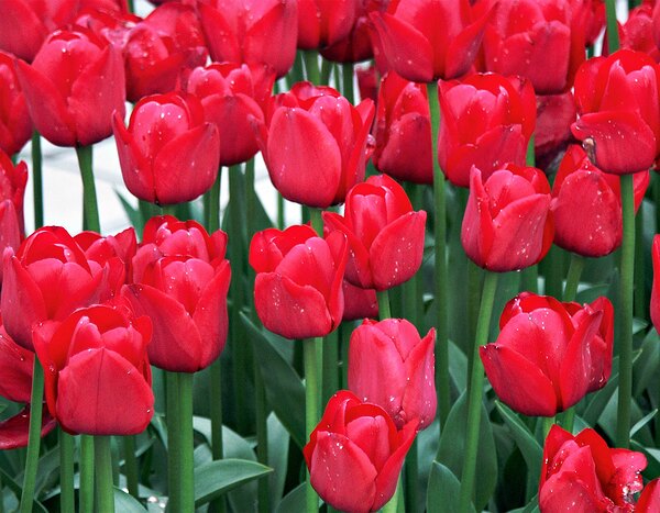 Red Tulips Print