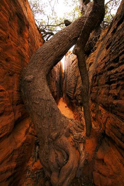 Red Rock Canyon Tree Print