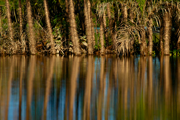 Reflections In The Amazon Print