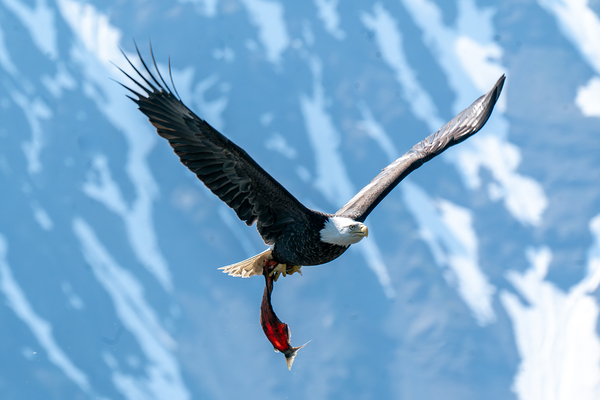 Fishing Bald Eagle Print