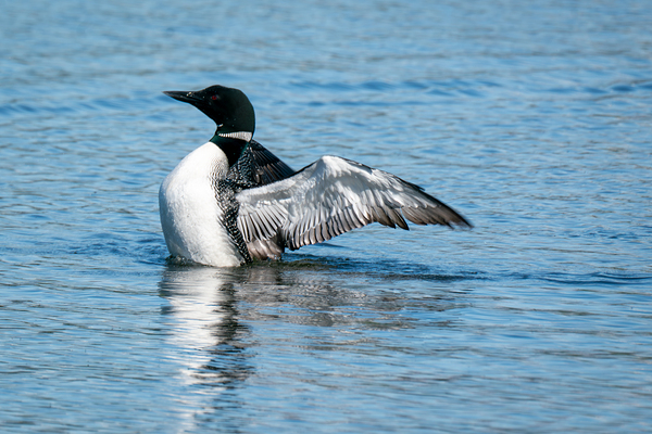 Common Loon Print