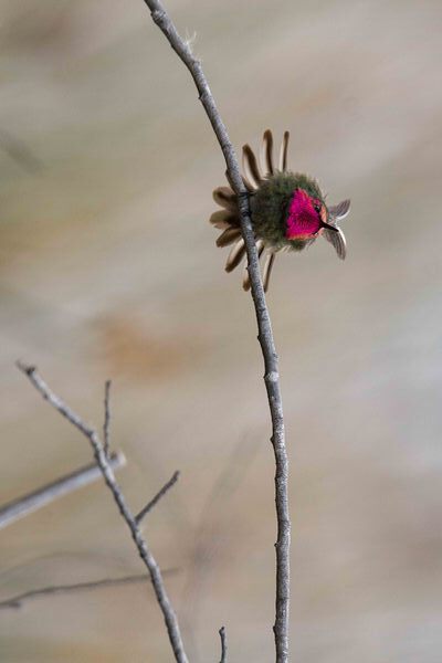 Annas Hummingbird Displays Excitement  Print