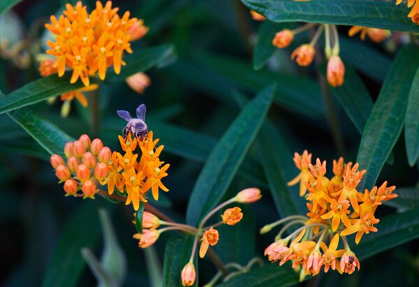 Bee on Butterfly Weeds Print