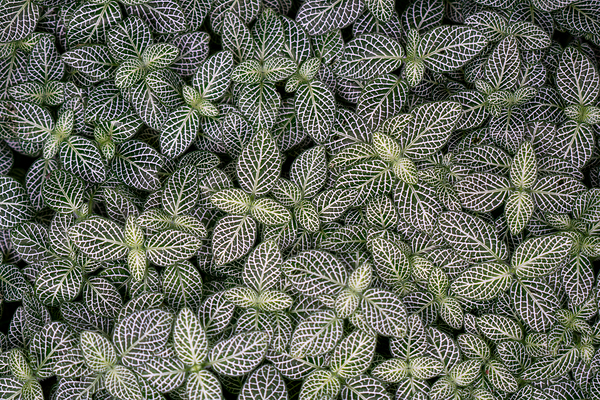 Nerve Plant Print