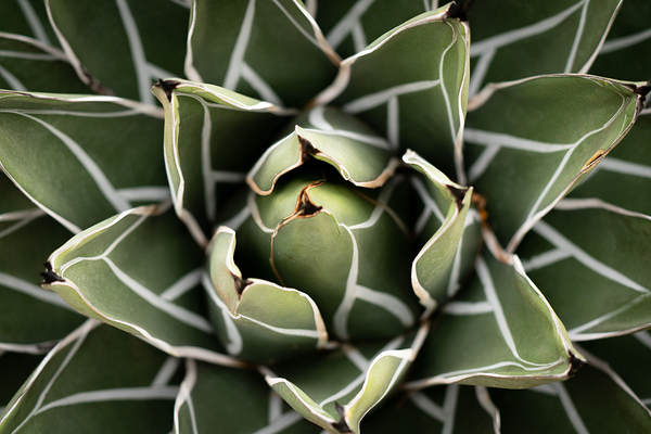 Agave Victoria-reginae Plant  Print