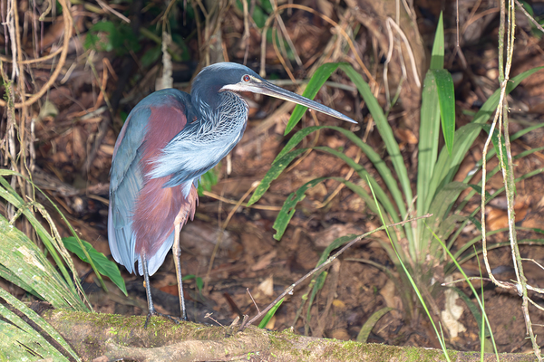Agami Heron Print