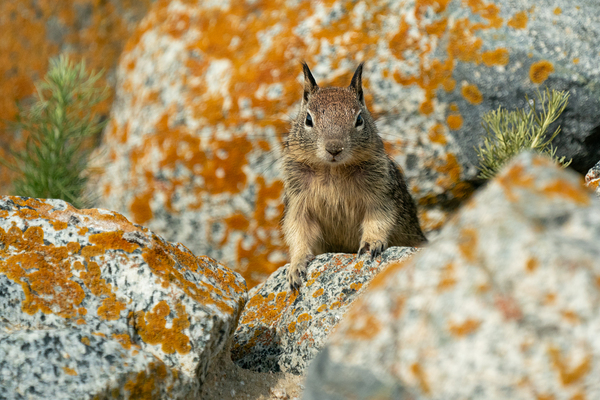 Mountain Ground Squirrel  Imprimer
