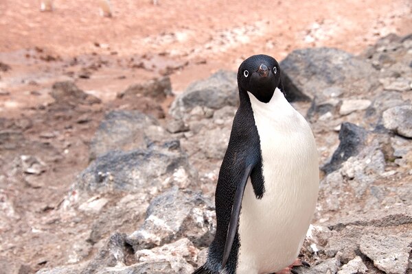 Curious Adelie Penguin Print