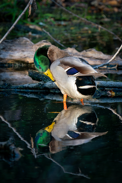 Male Mallard Duck Reflection Print
