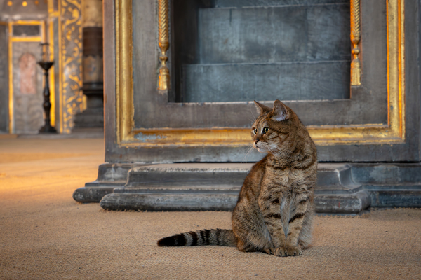 Cat At The Hagia Sophia In Istanbul  Print