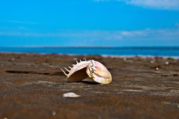 Angel Wing Sea Shell  Print