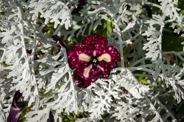 Starry Sky Burgundy Petunia Flower Print