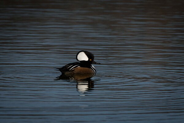 Hooded Merganser Print