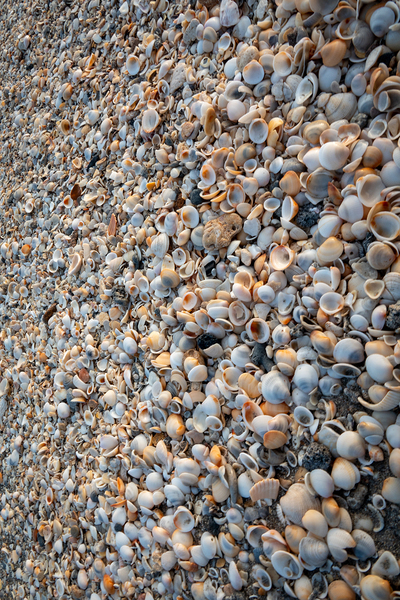 Seashells on the Seashore  Imprimer