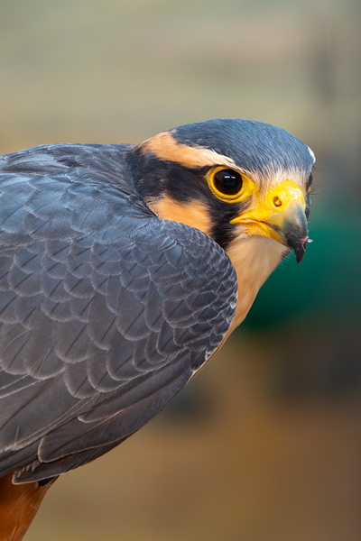 Aplomado Falcon Print