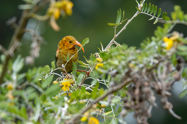 Hawaiian Honeycreeper Print