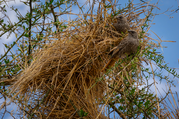 Rufous-tailed Weaver Print