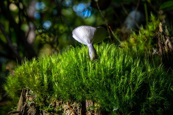 Gomphidius Mushroom Print