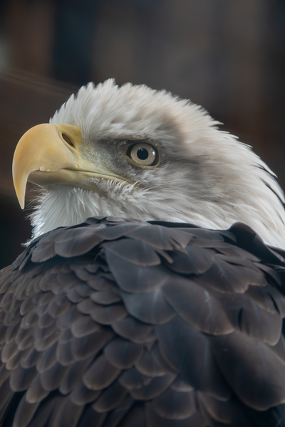 Bald Eagle  Print