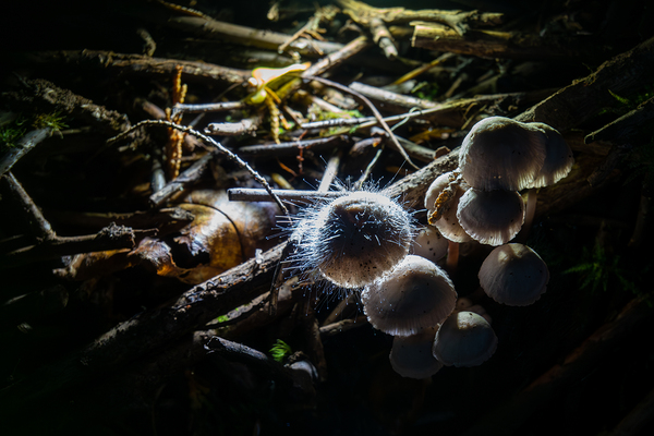Mycena leptocephala Mushrooms Print