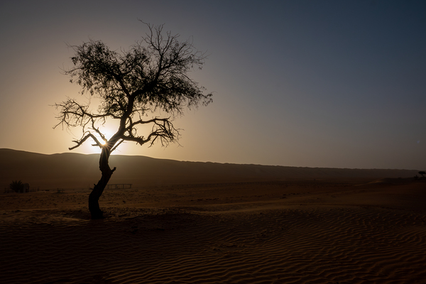 A Lone Tree in the Desert Print