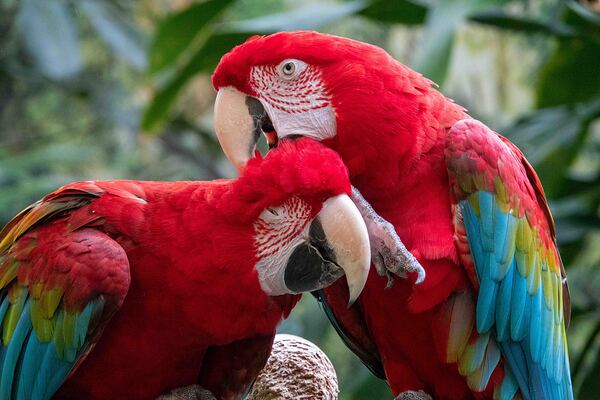 Macaws Print