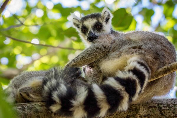 Ring-tailed Lemur Print