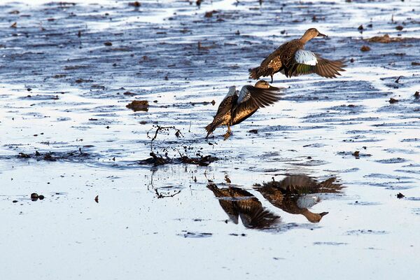 Blue-Winged Teal Print