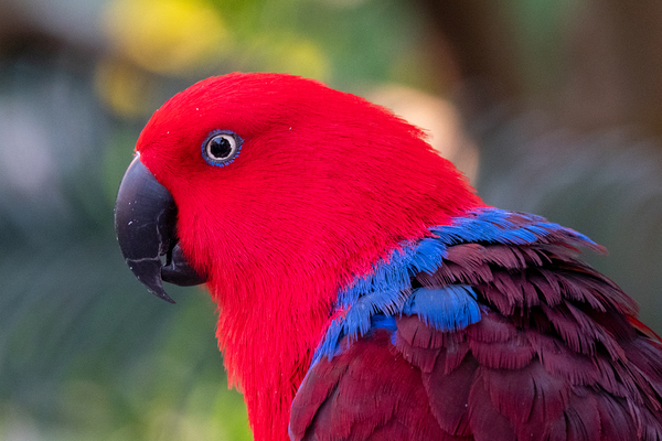 Eclectus Parrot Print