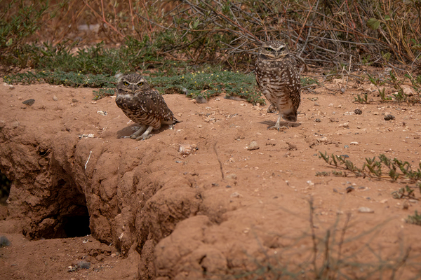 Burrowing Owls  Print