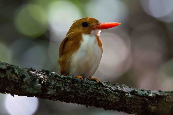Madagascan Pygmy Kingfisher Print